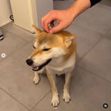 「『ふぁあ…♡』マッサージを受け至福絶頂な柴犬。こんなお顔されたら…もう止め時がわからないよね…！【動画】」の画像2