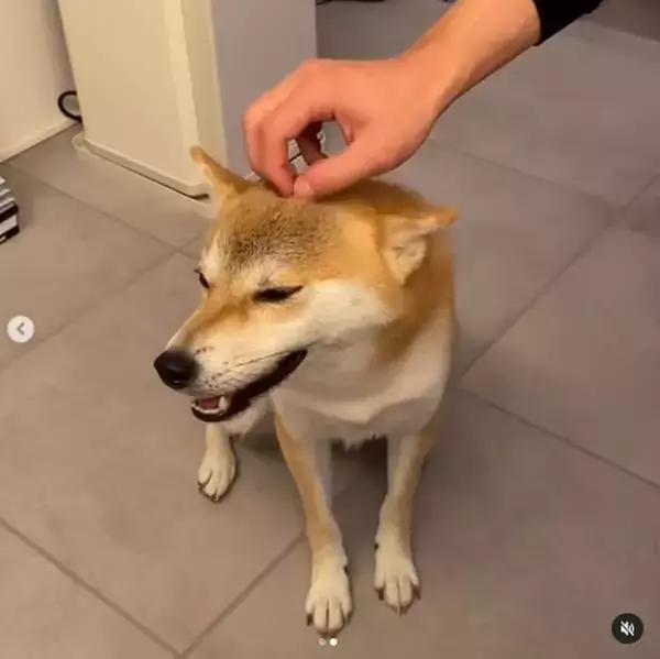 「『ふぁあ…♡』マッサージを受け至福絶頂な柴犬。こんなお顔されたら…もう止め時がわからないよね…！【動画】」の画像