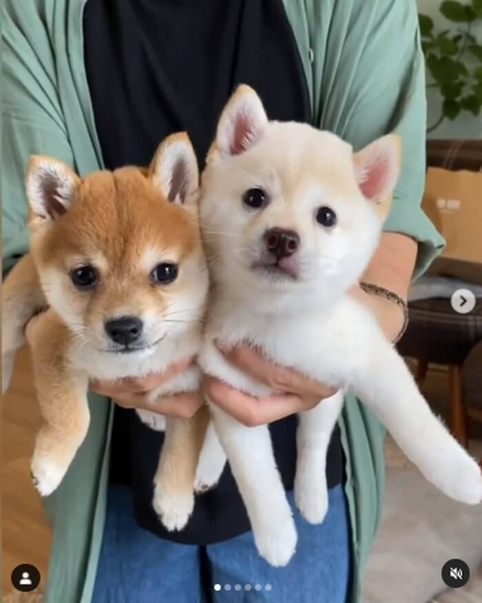 天使さん 人気柴犬の豆千代くんに妹ちゃんが クリクリおめめのモチ代さん ちょっと可愛いが過ぎる 動画 年11月7日 エキサイトニュース