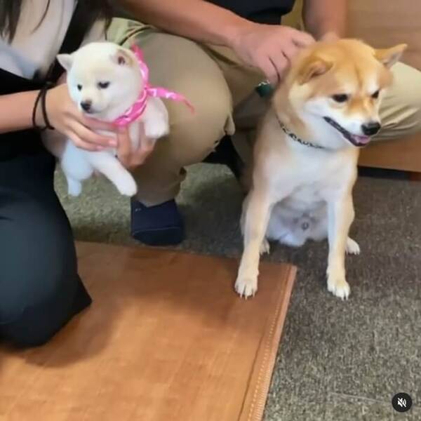 天使さん 人気柴犬の豆千代くんに妹ちゃんが クリクリおめめのモチ代さん ちょっと可愛いが過ぎる 動画 年11月7日 エキサイトニュース