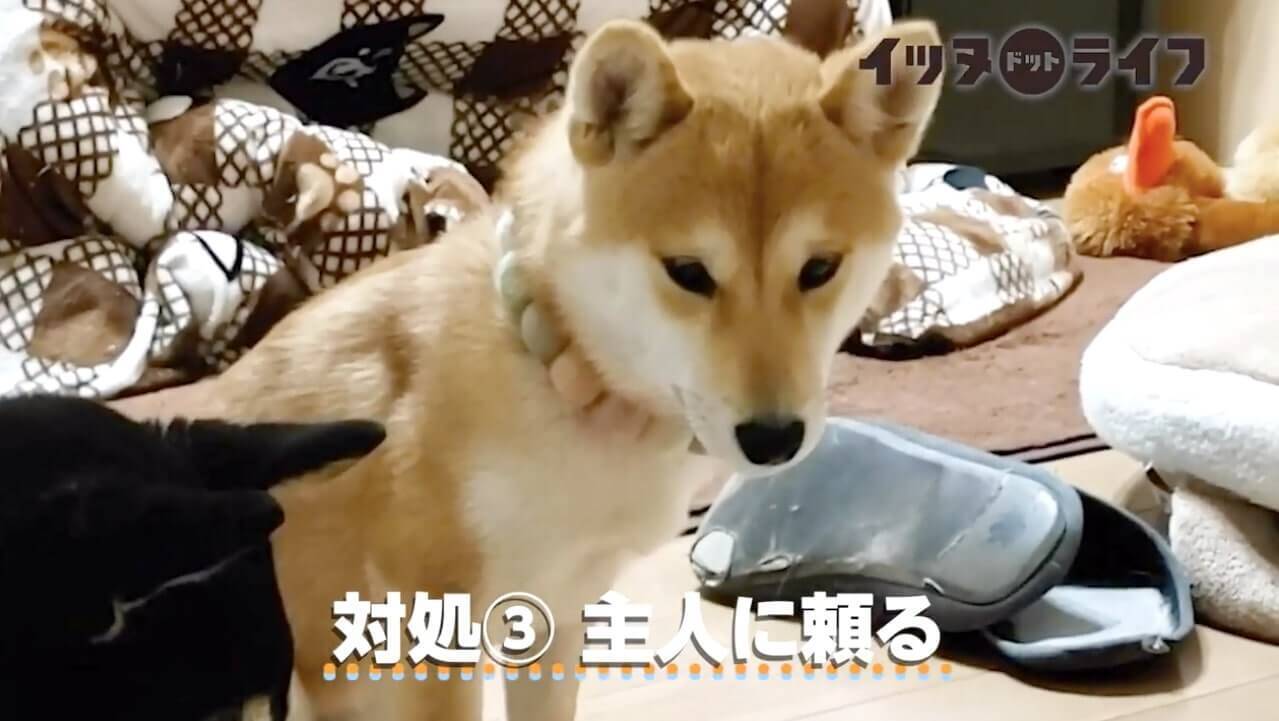 お部屋に小さな虫が侵入 見つけた柴犬がもちろん仕留め るどころか緊張して固まってた 動画 年11月9日 エキサイトニュース 2 3