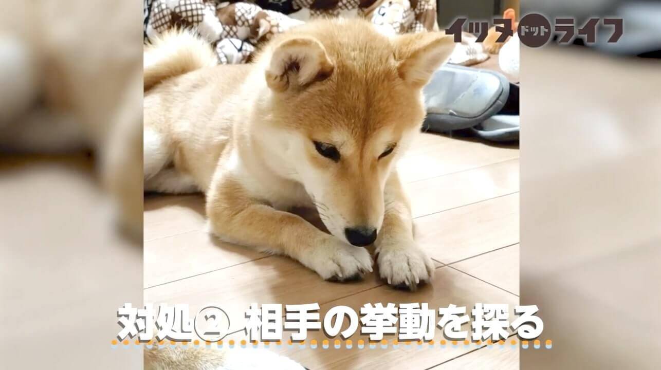 お部屋に小さな虫が侵入 見つけた柴犬がもちろん仕留め るどころか緊張して固まってた 動画 年11月9日 エキサイトニュース 2 3