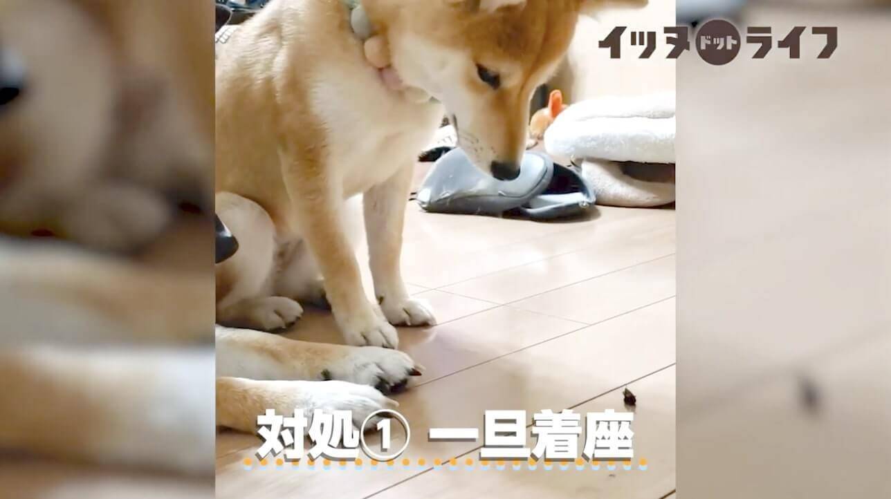 お部屋に小さな虫が侵入 見つけた柴犬がもちろん仕留め るどころか緊張して固まってた 動画 年11月9日 エキサイトニュース