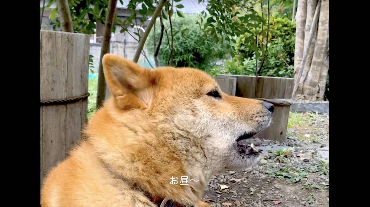 わぅ 夕方の町内放送 夕焼け小焼け の音楽に合わせ歌い始める柴犬 のどかでほのぼの 心にジーンときた 動画 年11月15日 エキサイトニュース