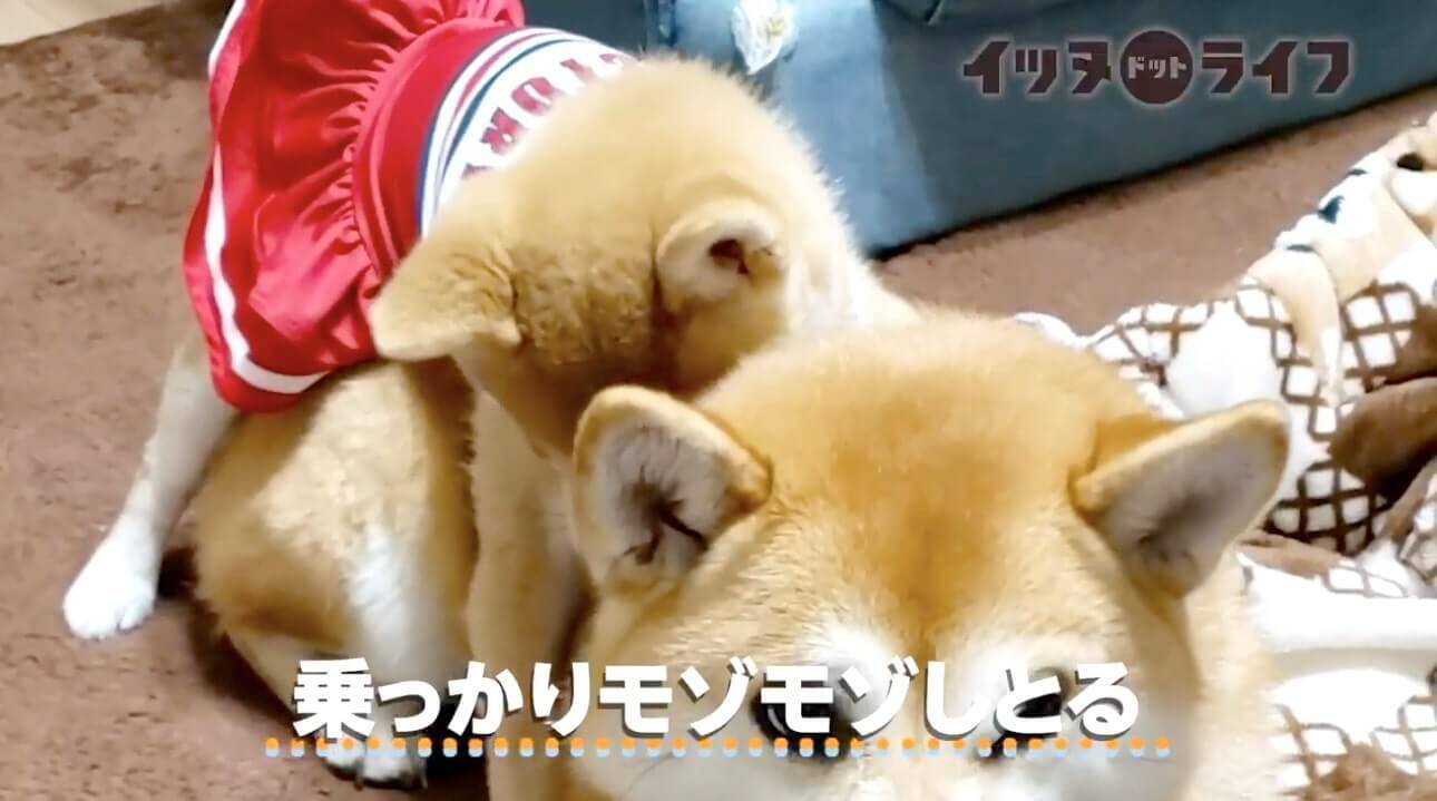 この目はガチ 甘えん坊の妹柴が無邪気に姉柴へおんぶ この後 想像を超える角度の海老反りでしっかり激おこへ 動画 年11月16日 エキサイトニュース この目はガチ 甘えん坊の妹柴が無邪気に姉柴へおんぶ この後 想像を超える角度の海老反りでしっかり激おこへ 動画 年11月16日 エキサイトニュース