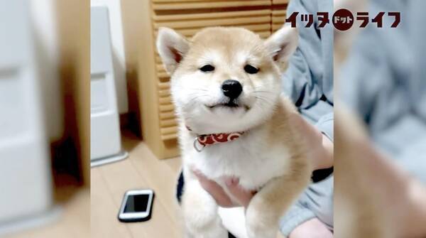 ｳﾄｳﾄ 抱っこされ優しくユラユラされたら しっかり眠くなっちゃった柴犬の赤ちゃん なになに 天使なの 動画 年11月19日 エキサイトニュース