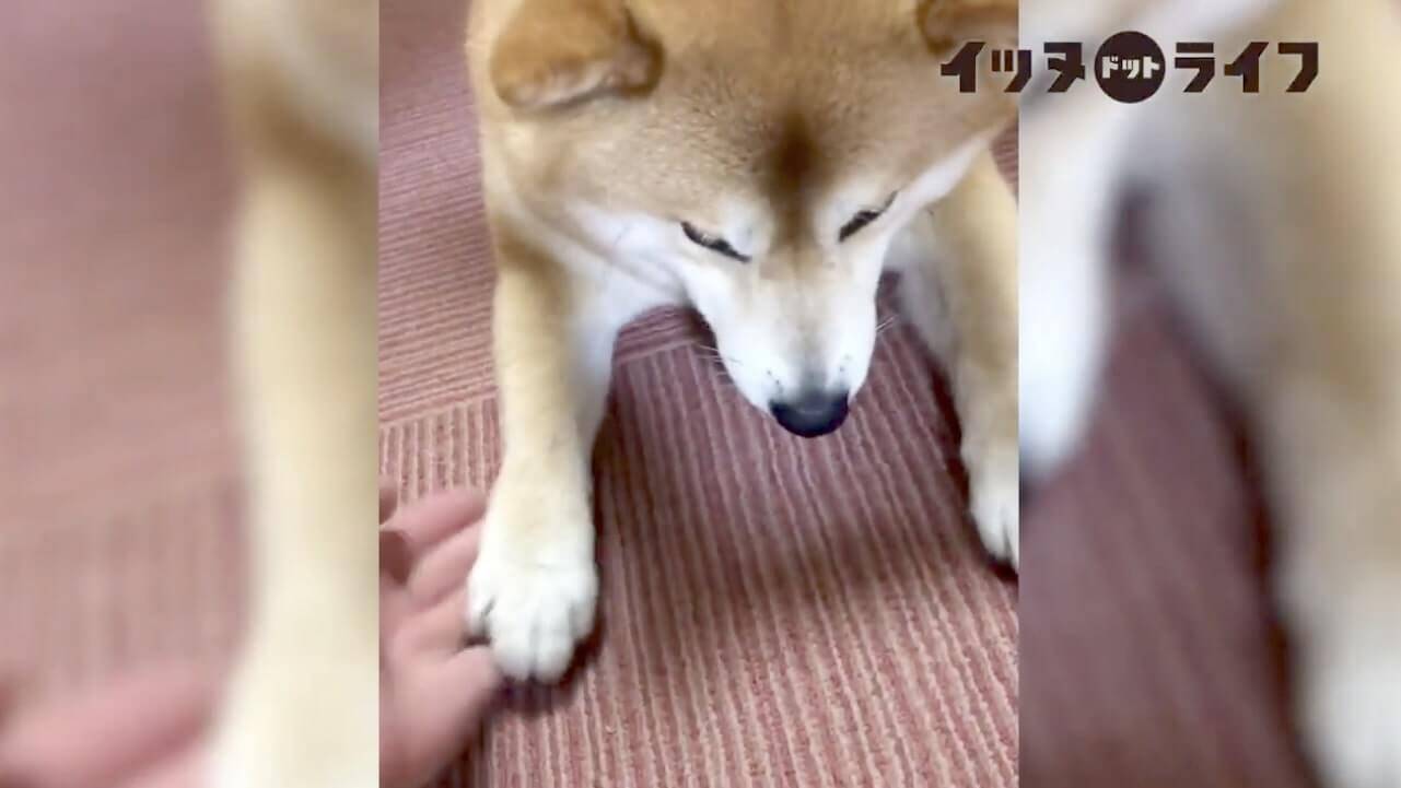 ちょん 手を出すと条件反射で自動お手しちゃう柴犬 もはや刷り込みレベルの対応力に関心するしかなかった 動画 年11月24日 エキサイトニュース