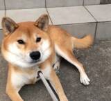 「柴犬「早く直してよ」障害物にリードが引っかかった。しかし動くのは当然飼い主…もう、頑固でかわたんなんだから…！【動画】」の画像2