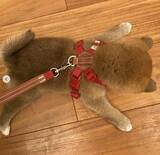 「【11月】今月の、勝手にツボった大賞～柴犬ライフ編集部厳選～」の画像1