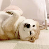 「【11月】今月の、勝手にツボった大賞～柴犬ライフ編集部厳選～」の画像2