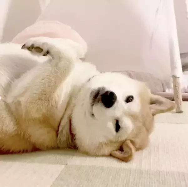 「【11月】今月の、勝手にツボった大賞～柴犬ライフ編集部厳選～」の画像