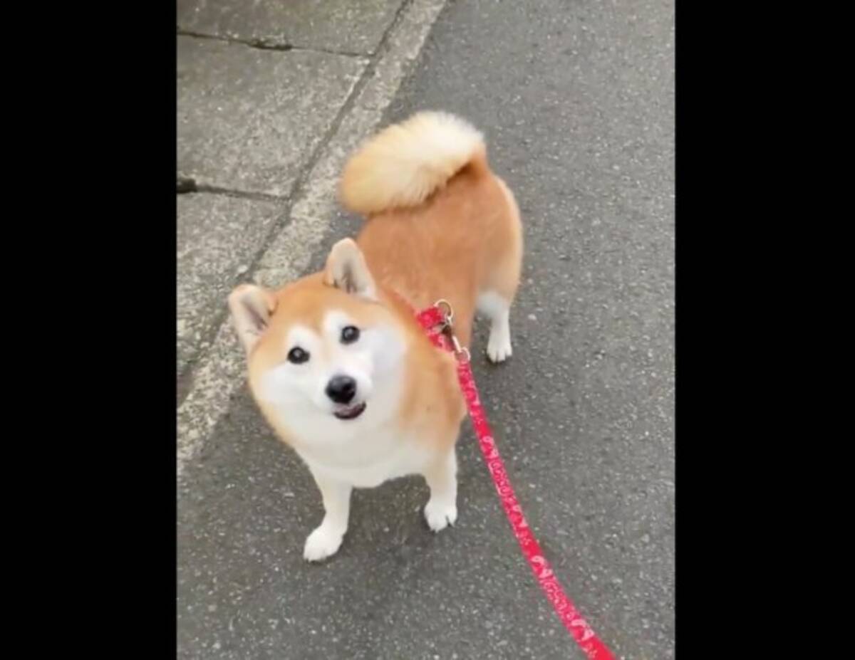 ヒトはみんな撫でてくれるもの そう思い込み背中を向けるもスルーされた柴犬 キョトン顔に胸が震えたわ 動画あり 年12月4日 エキサイトニュース