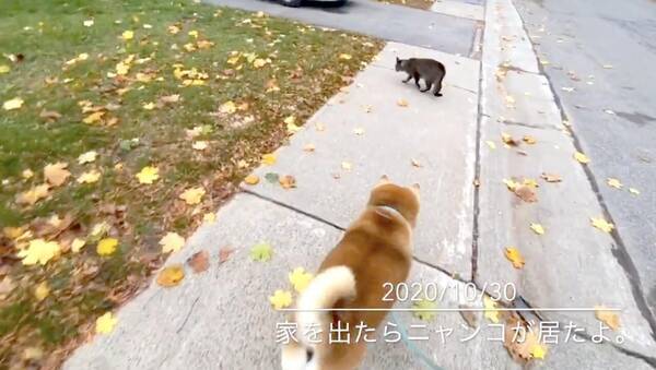 穏やかな柴犬さんちに フラリ遊びに来た猫さん その後 帰ることを悟った時の寂しそうな後ろ姿が切な可愛い 動画 年12月6日 エキサイトニュース