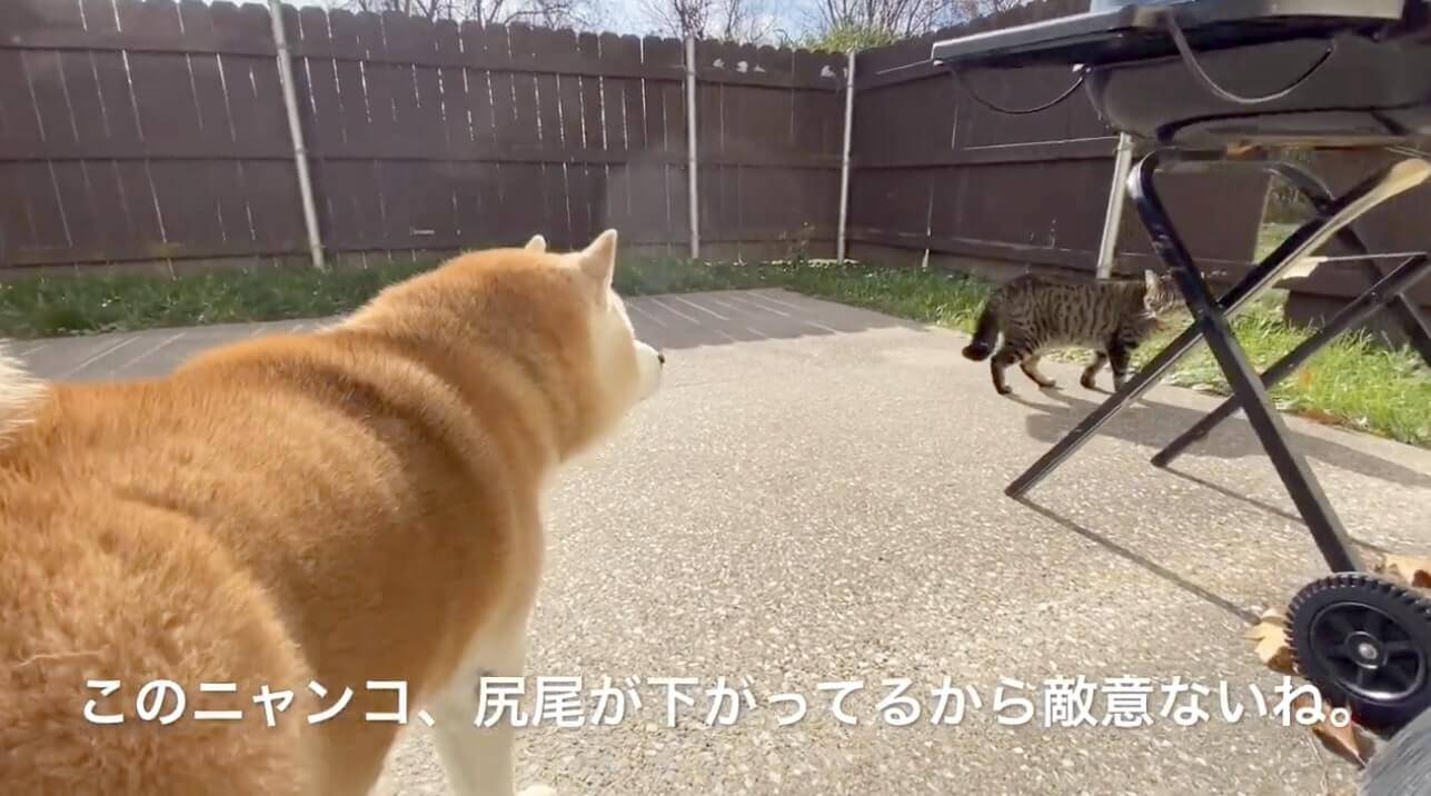 穏やかな柴犬さんちに フラリ遊びに来た猫さん その後 帰ることを悟った時の寂しそうな後ろ姿が切な可愛い 動画 年12月6日 エキサイトニュース 2 3