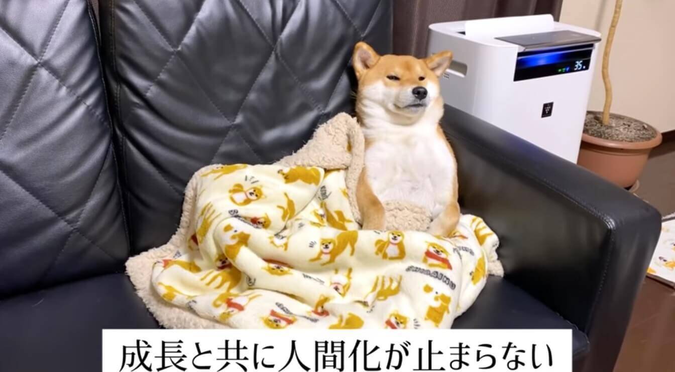 柴犬 とっくにやめたけど 絶対に自分のことを犬だと思っていないと思う 悟りを開いた 元柴犬 が多発中 動画 年12月9日 エキサイトニュース