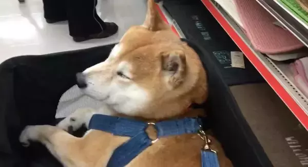 「「柴犬？とっくにやめたけど。」絶対に自分のことを犬だと思っていないと思う。悟りを開いた“元柴犬”が多発中…【動画】」の画像