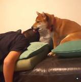 「羽のないスタイルでおなじみ、ダイソンの『穴』と真面目に向き合う柴犬の姿に、世界中がザワついてた【動画】」の画像1