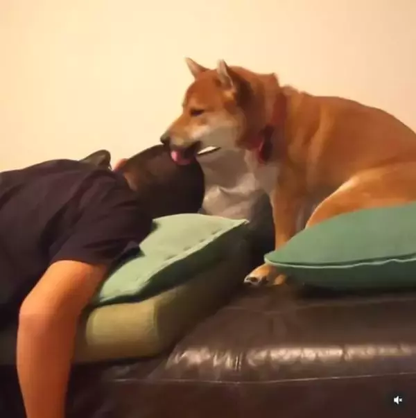 羽のないスタイルでおなじみ、ダイソンの『穴』と真面目に向き合う柴犬の姿に、世界中がザワついてた【動画】