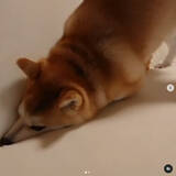 「羽のないスタイルでおなじみ、ダイソンの『穴』と真面目に向き合う柴犬の姿に、世界中がザワついてた【動画】」の画像2