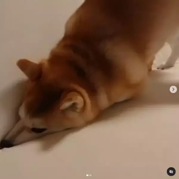 「羽のないスタイルでおなじみ、ダイソンの『穴』と真面目に向き合う柴犬の姿に、世界中がザワついてた【動画】」の画像