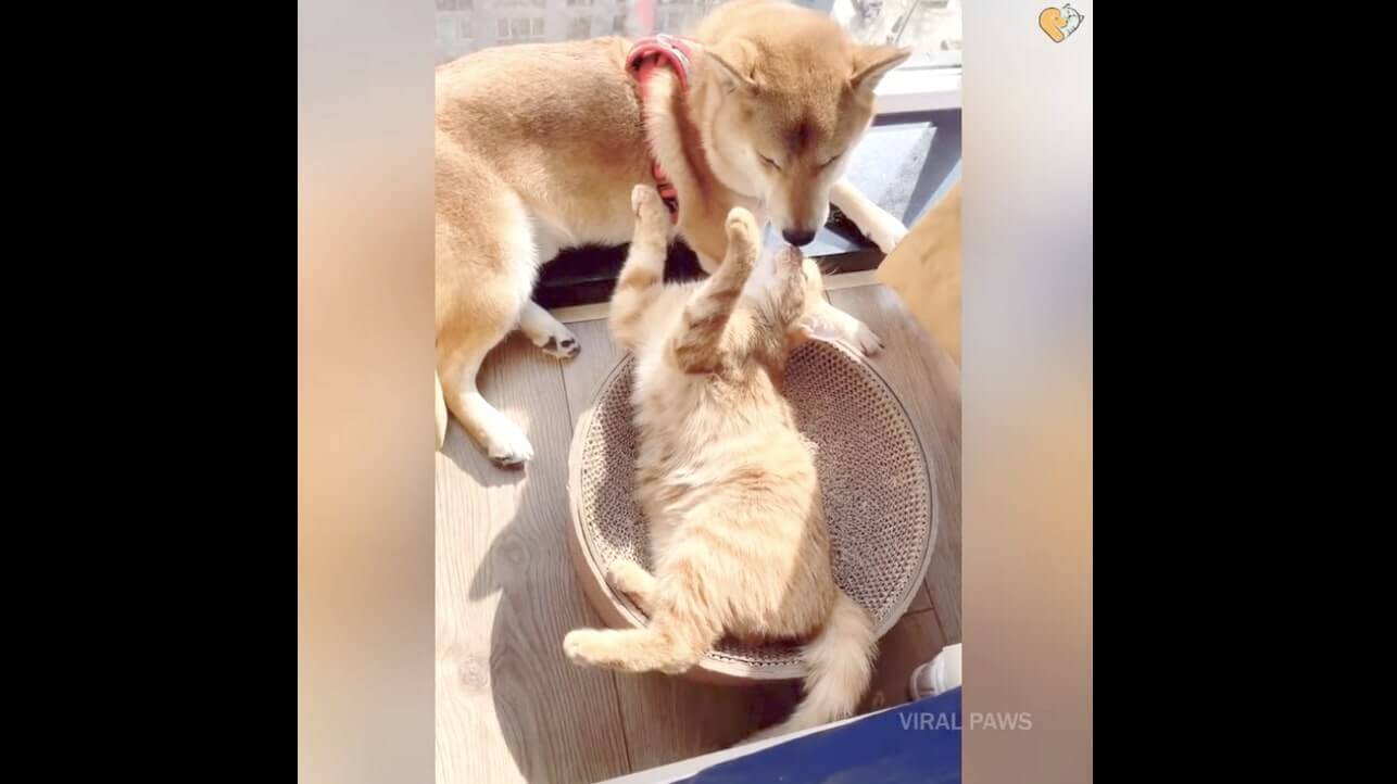 24時間 毎日ずっと仲良しの猫と柴犬 圧倒的に微笑ましくて 自然と笑顔になっちゃうよ ほっこり動画 年12月12日 エキサイトニュース