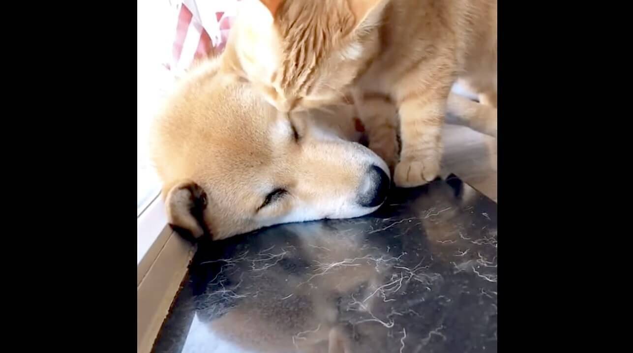 24時間 毎日ずっと仲良しの猫と柴犬 圧倒的に微笑ましくて 自然と笑顔になっちゃうよ ほっこり動画 年12月12日 エキサイトニュース