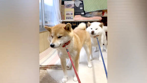 雨合羽を着たくない柴犬夫婦が揃って拒否柴中 ってなにこの光景 可愛さ桁外れで一周して笑える 動画 年12月14日 エキサイトニュース