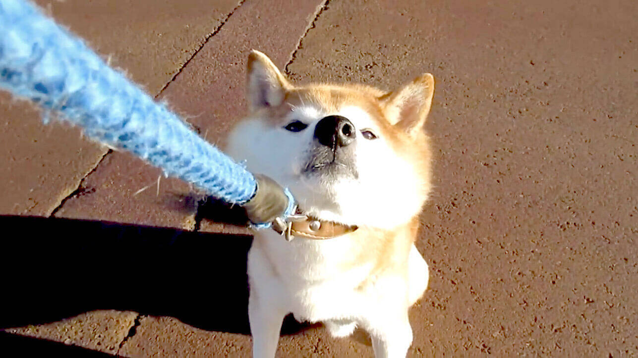 雨合羽を着たくない柴犬夫婦が揃って拒否柴中 ってなにこの光景 可愛さ桁外れで一周して笑える 動画 年12月14日 エキサイトニュース 2 2