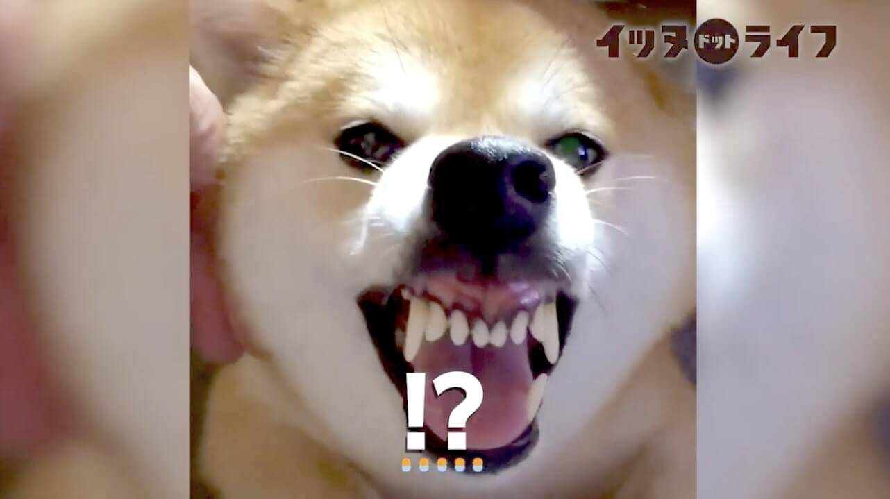 同じ犬 撫でると超天使 やめるとガチで鬼の形相 対比がエグい柴犬 でもその女王様感嫌いじゃない 動画 年12月15日 エキサイトニュース 同じ犬 撫でると超天使 やめるとガチで鬼の形相 対比がエグい柴犬 でもその女王様感嫌いじゃない 動画 年12月15日 エキサイトニュース