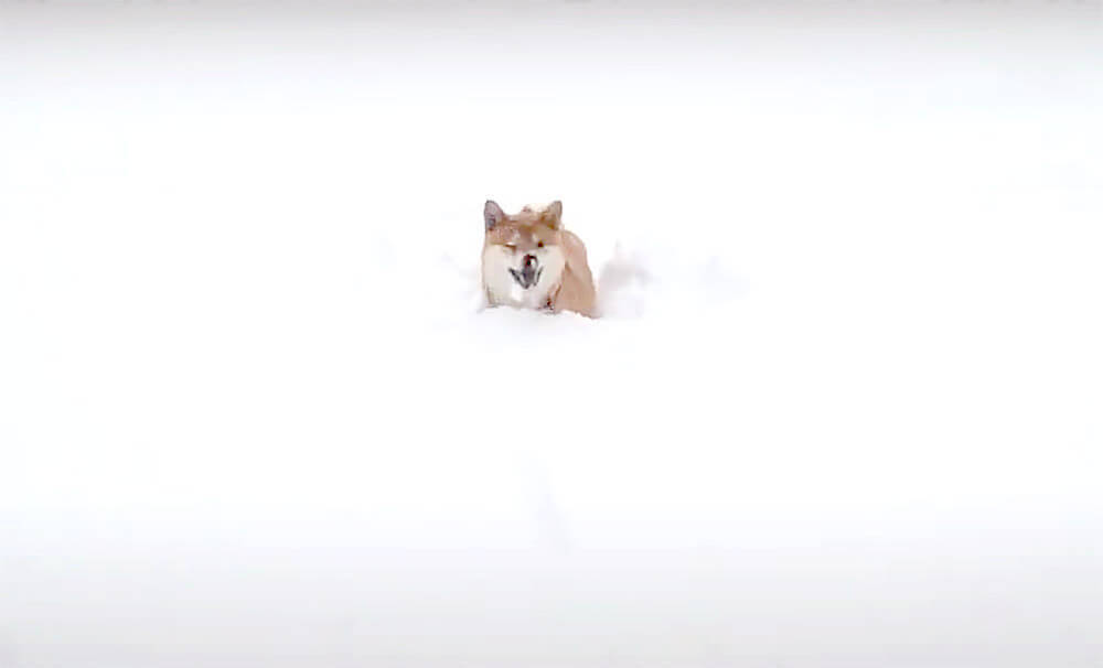 控えめに言っても埋もれてるが…大雪に興奮してピョコピョコ！楽しそうな柴犬が無邪気でかわええ♡【動画】