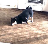 「【真面目に謎】ソファの『背もたれの隙間』に横向きで顔を突っ込む柴犬。君のその気持ちを教えてくれないか【動画】」の画像1