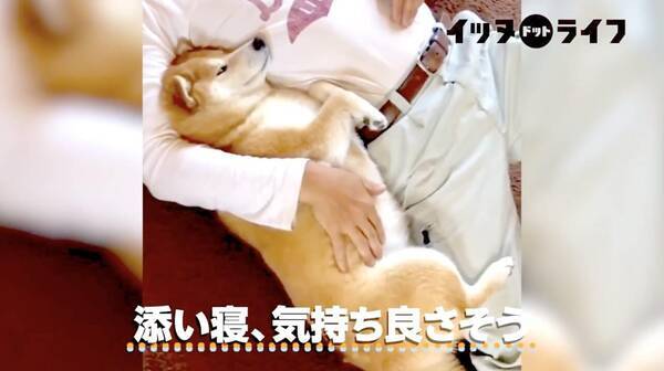 ピッタリ添い寝中の柴犬と飼い主さん あの 柴犬さんが全力で添い寝してくださってるとか羨ましいが過ぎる 動画 年12月21日 エキサイトニュース