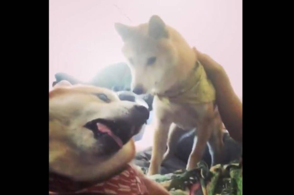 このっ 柴犬が2頭もいれば 自分を取り合いケンカが勃発するという超シンデレラ状態になれるらしい 21年5月25日 エキサイトニュース