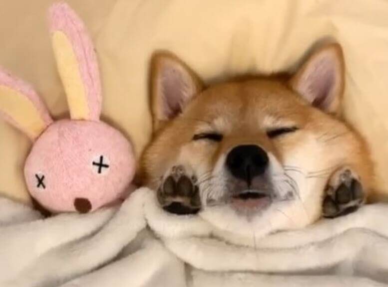 これ以上の カワイイ この世に存在しないだろ ふかふかお布団で真面目に眠る柴犬さんの尊みがヤバイ 動画 年12月27日 エキサイトニュース