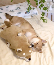 これ以上の『カワイイ』この世に存在しないだろ…ふかふかお布団で真面目に眠る柴犬さんの尊みがヤバイ。【動画】