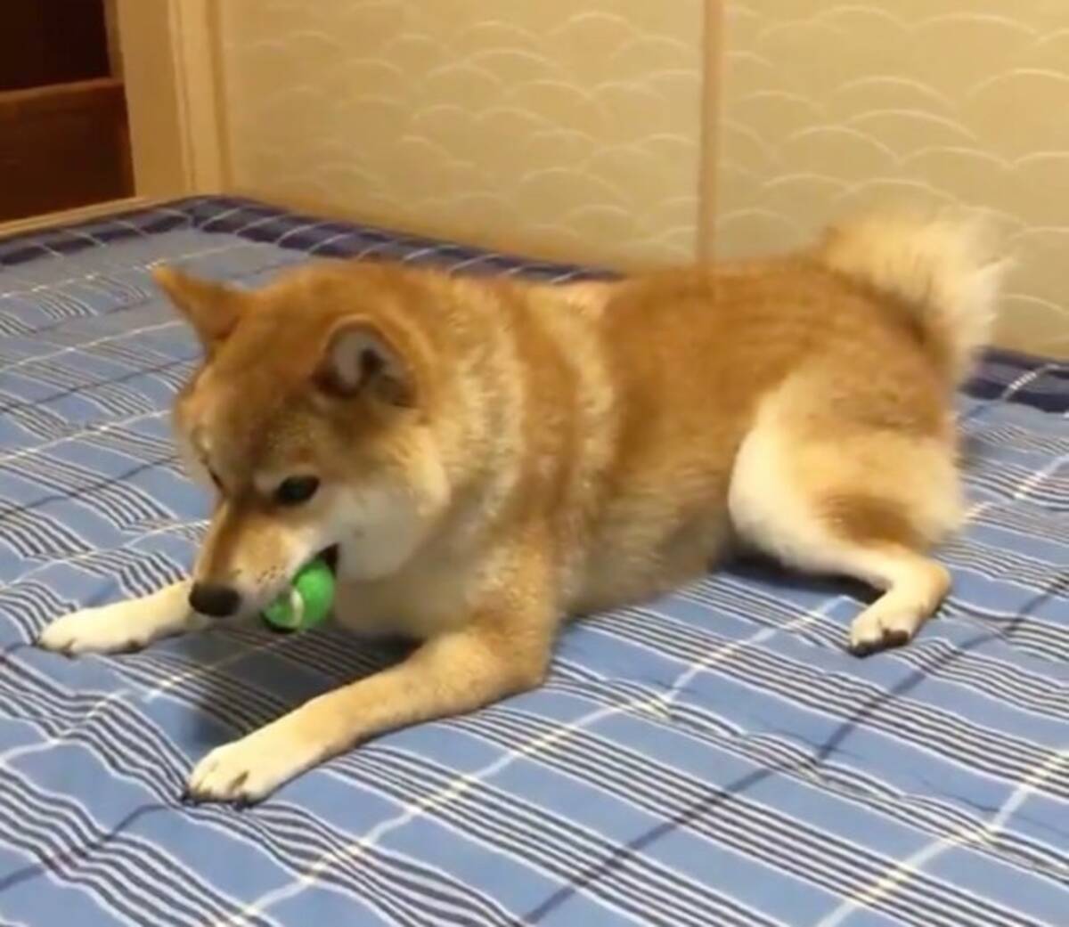 プピッ だと 噛んだらおもちゃが鳴った その事に気付いた時の 柴犬の驚きぶりが良い 動画 年12月24日 エキサイトニュース