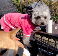 ごはんの準備を察知した柴犬赤ちゃん トコトコやってきて飼い主さんの足にしがみついてこのお顔 アカン 動画 年12月28日 エキサイトニュース