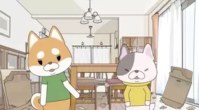 ごはんの準備を察知した柴犬赤ちゃん トコトコやってきて飼い主さんの足にしがみついてこのお顔 アカン 動画 年12月28日 エキサイトニュース