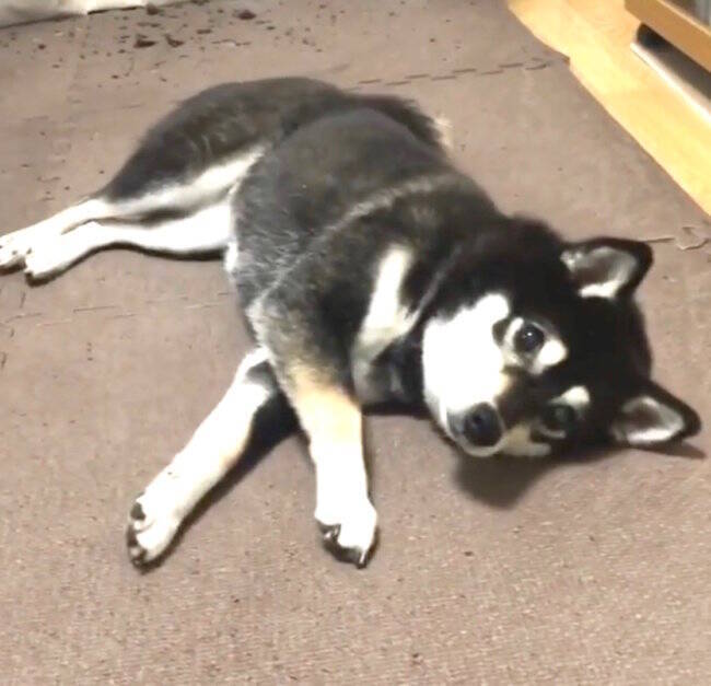 イタズラ直後 怒られる瞬間に天使のウル顔でキョトンとしてきた柴犬 こんなの 完全にずっちーだろ 動画 21年1月10日 エキサイトニュース