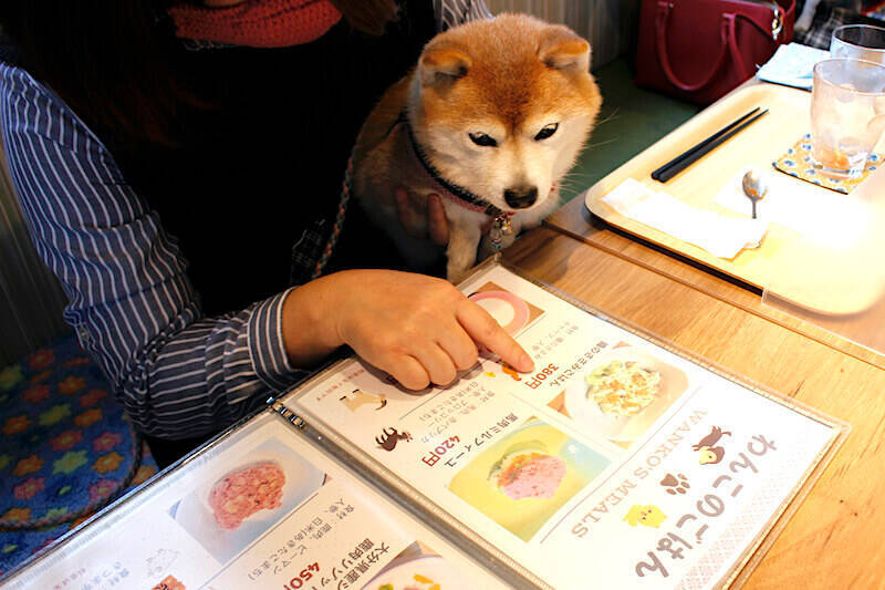 取材 手づくりのおむすびと和定食が人気 柴距離 が必要な柴犬が集うゆったりしたドッグカフェ 和むすびや わんこのまるっと 北区 年12月30日 エキサイトニュース 3 6