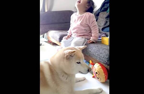 しまった 娘ちゃんとおもちゃで遊ぼうとするも はしゃぎすぎてグズらせちゃった 反省している心が尊いよ 柴犬動画 年12月29日 エキサイトニュース