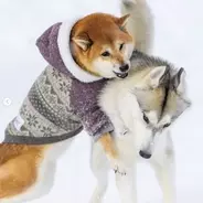 『えへぇ…♡』営業柴スマイルがあからさまだと飼い主に太鼓判を押された柴犬。どれどれどんなもんかと思えば超納得だった