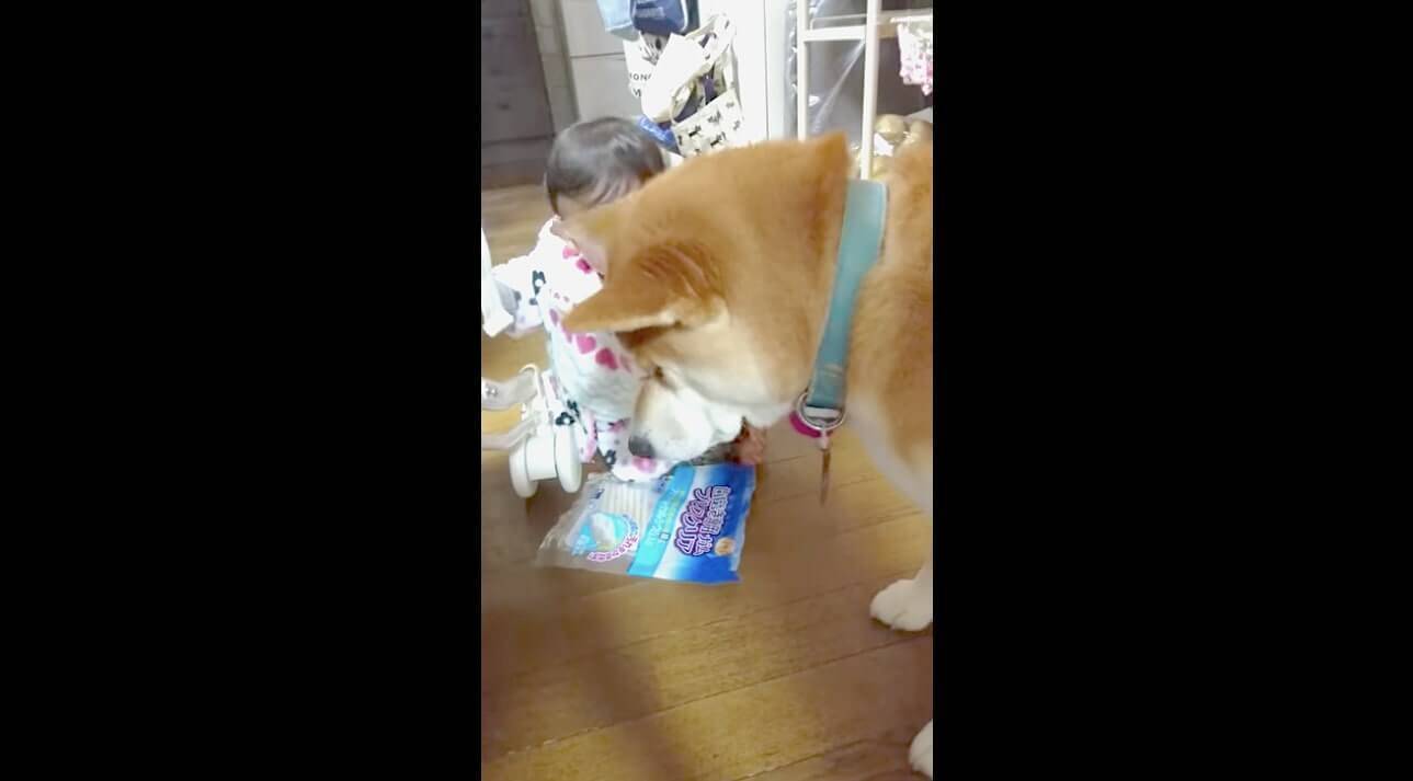 赤ちゃんが袋ごとおやつをくれた でも開けてくれないから悩んでる柴犬さんが申し訳ないけど可愛い 動画 年12月31日 エキサイトニュース