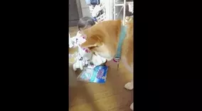 ごはんの準備を察知した柴犬赤ちゃん トコトコやってきて飼い主さんの足にしがみついてこのお顔 アカン 動画 年12月28日 エキサイトニュース