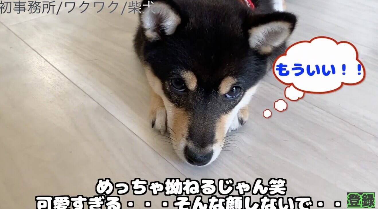 柵に阻まれふてくされ中の柴犬 もはや 可愛いポーズ をググったとしか思えないおカワ仕草でアピってた 動画 21年1月5日 エキサイトニュース