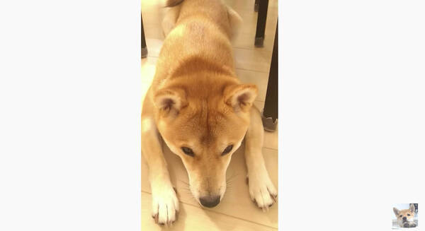 ﾔﾀﾞ ハウスが嫌でゴネて転がりまくる柴犬 こんなにイヤイヤしたのに最後はまさかのすんなり 良い子ちゃんめ 動画 21年1月12日 エキサイトニュース