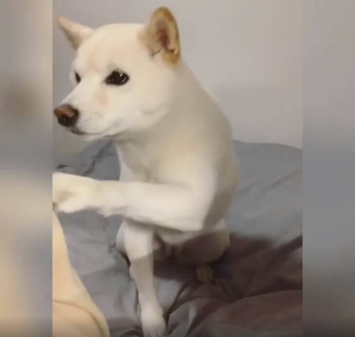 遊んで欲しくてぬいぐるみ持参で登場した柴犬 結果構ってもらえず 床の上で猛烈に拗ねる この姿の破壊力よ 動画 21年1月14日 エキサイトニュース