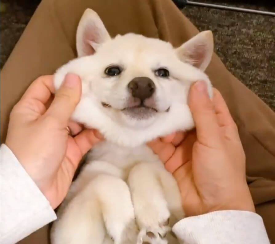 柴犬のほっぺでモチモチ遊び中 がっつり解せない顔の柴犬 かといって嫌そうでもないのが可愛い 21年4月6日 エキサイトニュース