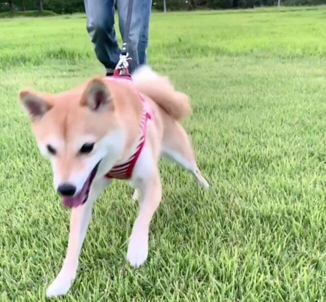 障子から顔を出すも 思い切り悪くソッと覗く程度に留まる柴犬 この期待を裏切られた感 逆に のヤツね 動画 2021年1月9日 エキサイトニュース