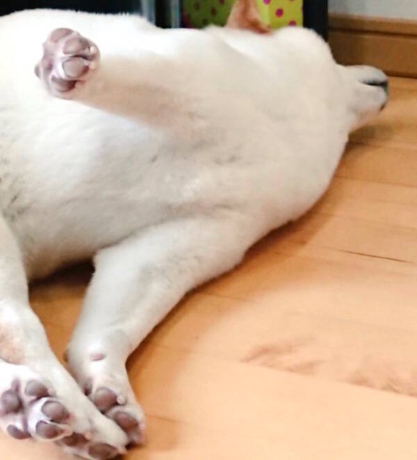 何この可愛い物体 柴犬がウ ンと伸びをしただけ それなのにこんなにも可愛い形状になるとかどういうコトよ 21年1月10日 エキサイトニュース